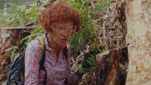 Une femme portant des lunettes de protection et des gants examine un tronc d'arbre dans une zone forestière où des eucalyptus ont été abattus. Elle participe à une démonstration sur les méthodes techniques de gestion et d'élimination des eucalyptus.