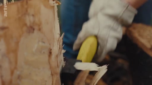 Gros plan sur une personne portant des gants de protection et utilisant une hache pour fendre un tronc d'eucalyptus dans le cadre d'une opération de déforestation ou d'entretien forestier.