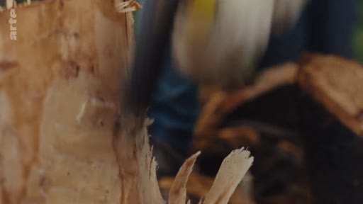 Un travailleur forestier utilise une hache pour fendre manuellement une bûche d'eucalyptus dans le cadre d'une opération de gestion forestière.