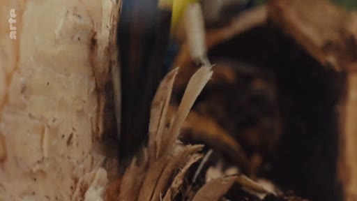 Gros plan sur une opération de coupe mécanique visant à abattre ou traiter un eucalyptus, illustrant les méthodes techniques de gestion forestière.