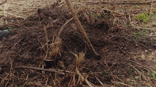Une pelle est enfoncée dans le sol meuble, illustrant les préparatifs pour une opération de plantation d'arbres dans le cadre d'une initiative communautaire.