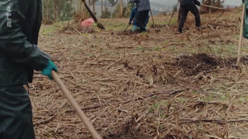 Un groupe de personnes participe à une opération de reforestation en plantant des jeunes arbres sur un terrain dégagé. Les bénévoles utilisent des outils manuels pour préparer le sol dans un paysage rural.