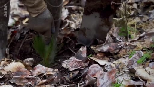 Une personne portant des gants utilise une pelle pour planter un jeune conifère dans un sol recouvert de feuilles mortes, illustrant les efforts de reforestation et de plantation d'arbres à grande échelle.