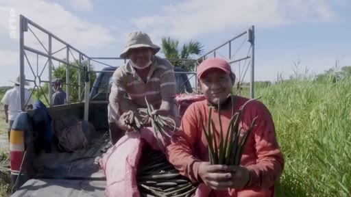 Deux agriculteurs souriants posent dans la benne d'un pick-up en tenant des gousses de vanille fraîchement récoltées. Cette scène illustre la culture et la récolte de la vanille dans une zone rurale.