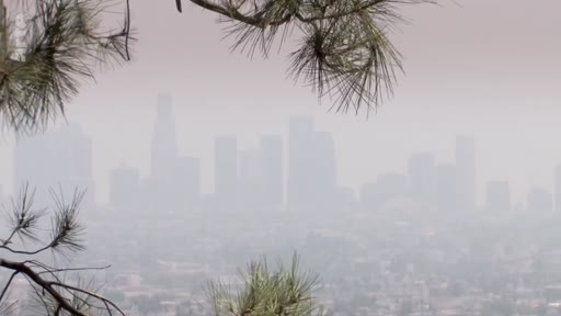 Vue panoramique de la skyline de Los Angeles, en Californie, montrant les gratte-ciels de la ville partiellement masqués par une épaisse couche de smog ou de pollution atmosphérique, vue à travers des branches de pins.
