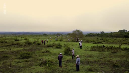 Des bénévoles et des participants sont dispersés dans un vaste champ lors d'une opération de reforestation, illustrant les efforts collectifs pour la restauration des écosystèmes.