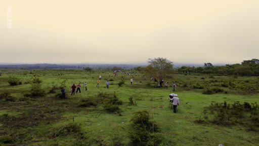 Des bénévoles et des participants sont engagés dans une opération de plantation d'arbres sur un terrain dégagé, illustrant les efforts de reforestation et de restauration écologique.
