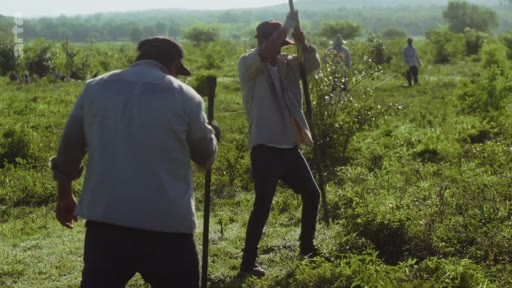 Des ouvriers agricoles effectuent une campagne de reforestation en plantant de jeunes arbres dans un champ en extérieur.