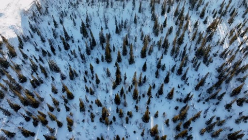 Vue aérienne plongeante sur une forêt de conifères recouverte de neige, illustrant les paysages naturels et les enjeux environnementaux liés à la sylviculture.