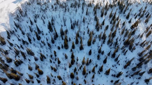 Vue aérienne plongeante sur une forêt de conifères recouverte de neige, illustrant les enjeux environnementaux liés à la gestion forestière et à la sylviculture.