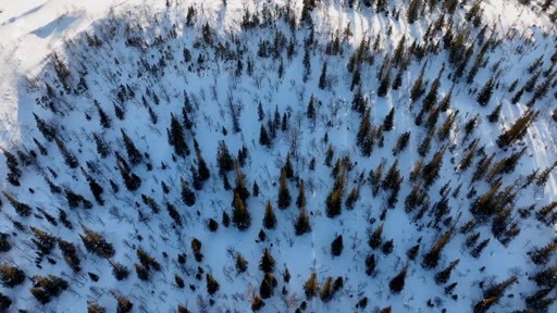 Vue aérienne plongeante sur une forêt de conifères recouverte de neige, illustrant le paysage naturel dans le cadre d'un reportage sur la sylviculture et les enjeux environnementaux.