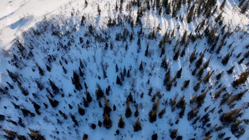 Vue aérienne plongeante sur une forêt de conifères recouverte de neige, illustrant les paysages naturels dans le cadre d'un reportage sur la gestion forestière et les enjeux écologiques.
