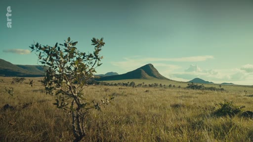 Vue panoramique du paysage de savane du Cerrado dans le parc national de la Chapada dos Veadeiros au Brésil, illustrant la biodiversité et les écosystèmes menacés par le changement climatique.