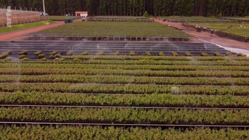 Vue aérienne d'une vaste pépinière forestière au Brésil, illustrant les efforts de reforestation et la mise en œuvre de crédits carbone. On observe des rangées de jeunes plants irrigués par un système automatique dans un contexte de gestion durable des terres.
