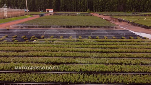 Vue aérienne d'une vaste pépinière de jeunes plants d'arbres dans l'État du Mato Grosso do Sul, au Brésil, illustrant les projets de reforestation et de crédits carbone.