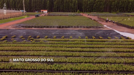 Vue aérienne d'une vaste pépinière de jeunes plants d'arbres en rangées, située dans l'État du Mato Grosso do Sul au Brésil, illustrant les projets de reforestation et de crédits carbone.