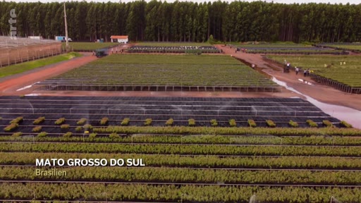 Vue aérienne d'une vaste pépinière de jeunes plants d'arbres dans l'État du Mato Grosso do Sul, au Brésil, illustrant les projets de reforestation et de crédits carbone. Le site montre des rangées organisées de cultures sous irrigation dans un contexte de gestion forestière industrielle.