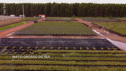 Vue aérienne d'une vaste pépinière forestière située dans l'État du Mato Grosso do Sul, au Brésil, illustrant les efforts de reforestation et la gestion des ressources forestières dans le cadre de projets environnementaux.