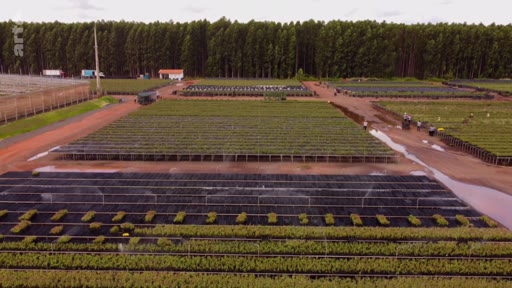Vue aérienne d'une vaste pépinière forestière au Brésil, illustrant la production de jeunes plants d'arbres dans le cadre de projets de reforestation et de crédits carbone. On observe des rangées de plants sous irrigation et une forêt dense en arrière-plan.