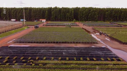 Vue aérienne d'une vaste pépinière forestière au Brésil, illustrant la production de jeunes plants dans le cadre de projets de reforestation et de crédits carbone.
