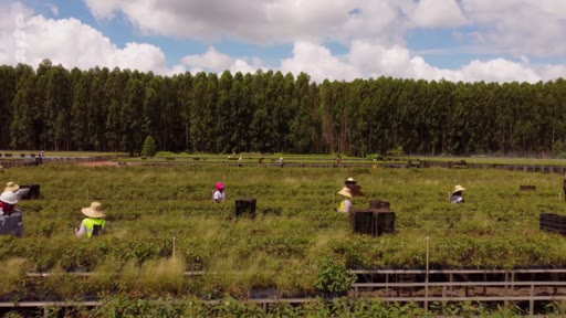 Des ouvriers agricoles travaillent dans une vaste pépinière de plants d'eucalyptus au Brésil, dans le cadre d'un projet lié aux crédits carbone. La scène montre une exploitation forestière industrielle avec des rangées de jeunes arbres sous un ciel nuageux.