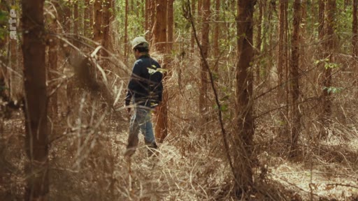 Un travailleur forestier portant un casque de protection marche à travers une plantation d'arbres, illustrant les activités liées aux projets de gestion forestière et aux crédits carbone.