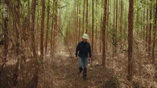 Un expert forestier portant un casque de sécurité marche à travers une plantation d'eucalyptus, illustrant les projets de reforestation et les enjeux liés aux crédits carbone.
