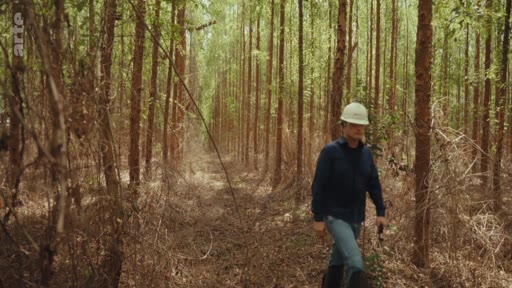 Un homme en tenue de travail et casque de sécurité inspecte une plantation d'eucalyptus, illustrant les projets de reforestation et les enjeux liés aux crédits carbone.