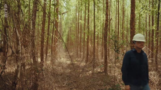 Un homme en tenue décontractée et casque de protection visite une plantation forestière d'eucalyptus, illustrant les projets de reforestation et les enjeux des crédits carbone.