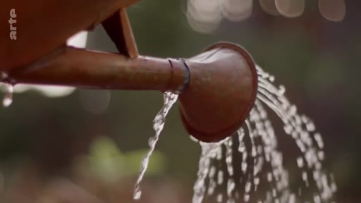 Gros plan sur un arrosoir en métal en train d'arroser des plantes, illustrant les thématiques de l'agriculture, du jardinage et de la gestion des ressources en eau dans le cadre du documentaire Verra and the Complexities of Carbon Offsetting.