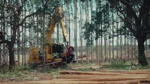 Une abatteuse forestière mécanisée coupe et traite des troncs d'arbres dans une plantation industrielle d'eucalyptus, illustrant les critiques liées à la déforestation et aux pratiques de compensation carbone.