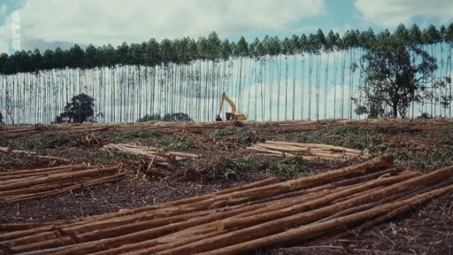 Vue d'une zone de déforestation industrielle montrant des troncs d'arbres abattus au premier plan et une excavatrice travaillant devant une rangée d'eucalyptus. Cette image illustre les critiques liées à l'exploitation forestière et aux pratiques environnementales des entreprises.