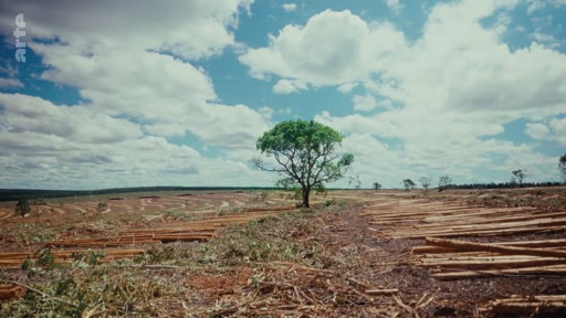 Vue panoramique d'une zone déboisée où un seul arbre a été épargné, illustrant les conséquences de la déforestation industrielle et les critiques environnementales liées aux pratiques des entreprises.