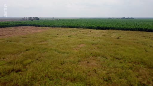 Vue aérienne montrant le contraste entre une zone de végétation défrichée et une vaste plantation industrielle, probablement liée aux activités de TotalEnergies en République du Congo. L'image illustre les enjeux environnementaux et l'impact de l'exploitation des terres dans la région.
