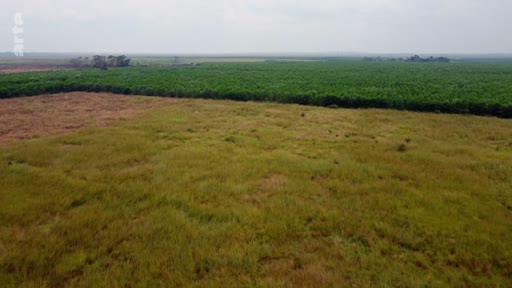 Vue aérienne montrant le contraste entre une zone de végétation défrichée et une plantation dense, illustrant les enjeux environnementaux liés aux projets de TotalEnergies en République du Congo.