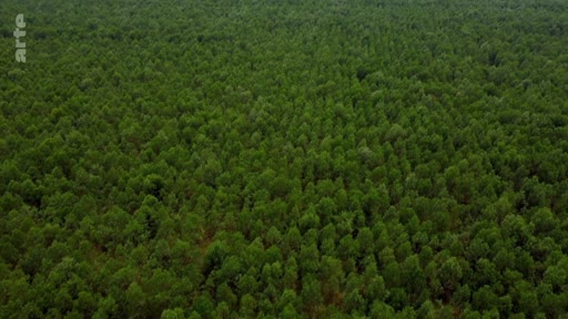 Vue aérienne plongeante sur une étendue forestière dense en République du Congo, dans le cadre du projet de TotalEnergies. La forêt recouvre une vaste zone géographique, illustrant les enjeux environnementaux liés aux activités industrielles dans la région.