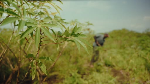 Un agriculteur travaille dans un champ de manioc, illustrant la lutte pour les terres ancestrales et l'agriculture vivrière.
