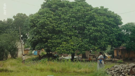 Vue d'ensemble d'un village rural avec des habitations modestes et un grand arbre au centre, illustrant les conditions de vie dans une zone rurale.