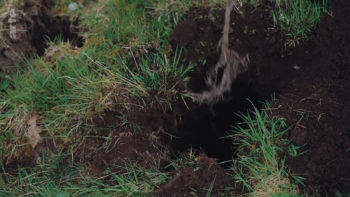 Une main creuse un trou dans le sol herbeux pour préparer la plantation d'un arbre, illustrant les techniques de reforestation et de sylviculture.