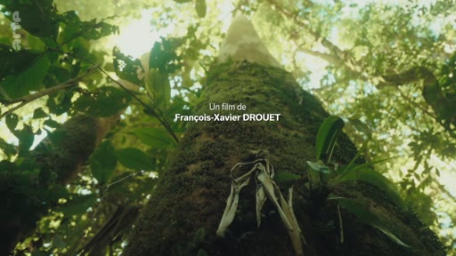 Gros plan en contre-plongée sur le tronc d'un arbre dans une forêt tropicale, illustrant le générique du film de François-Xavier Drouet.
