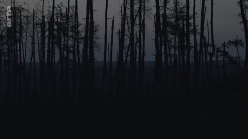 Vue d'ensemble d'une forêt aux arbres dénudés et calcinés, évoquant les conséquences d'un conflit ou d'une catastrophe environnementale dans une ambiance crépusculaire.