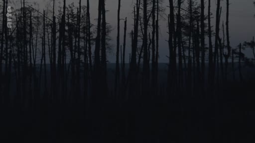 Vue d'ensemble d'une forêt aux arbres calcinés ou morts, illustrant les conséquences environnementales d'un conflit ou d'une catastrophe naturelle au crépuscule.