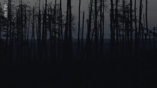 Vue d'ensemble d'une forêt aux arbres morts et dénudés, illustrant les conséquences d'un conflit ou d'une catastrophe environnementale dans une atmosphère sombre.