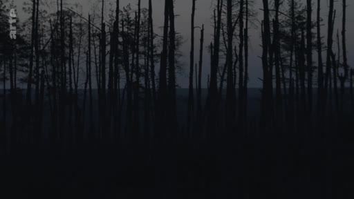 Vue d'ensemble d'une forêt aux arbres calcinés ou morts, illustrant les conséquences d'un conflit ou d'une catastrophe environnementale dans une ambiance crépusculaire.