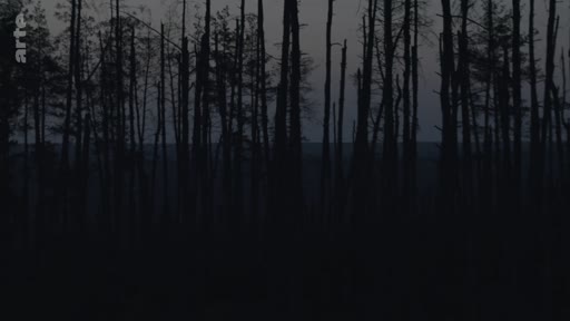 Vue d'ensemble d'une forêt sombre avec des arbres dénudés, illustrant les conséquences d'un conflit ou d'une catastrophe environnementale.