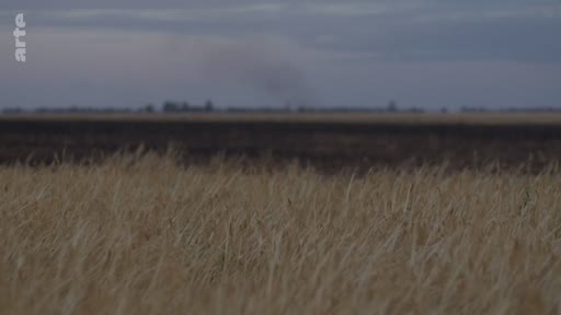Vue d'ensemble d'un champ de blé sous un ciel nuageux et sombre, évoquant une atmosphère de tension ou de conflit dans un paysage rural.