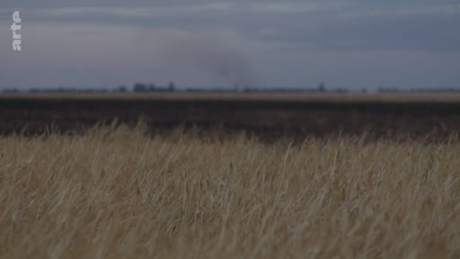 Un vaste champ de blé sous un ciel crépusculaire ou orageux, évoquant une atmosphère de tension ou de conflit dans un paysage rural.