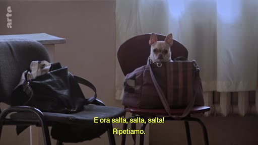 Un petit chien, probablement un chihuahua, est assis à l'intérieur d'un sac de transport posé sur une chaise dans une pièce. Une inscription en italien apparaît à l'écran : « E ora salta, salta, salta! Ripetiamo. »