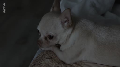 Un petit chien de race chihuahua, au pelage clair, est allongé sur un lit dans une pièce sombre. L'image est issue d'un reportage télévisé diffusé sur la chaîne Arte.