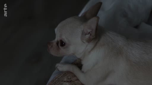 Un petit chien de race chihuahua, au pelage clair, est filmé en gros plan alors qu'il est allongé sur un lit dans une pièce sombre.